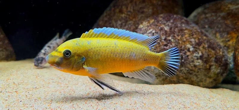 Labeotropheus trewavasae 'Chilumba'